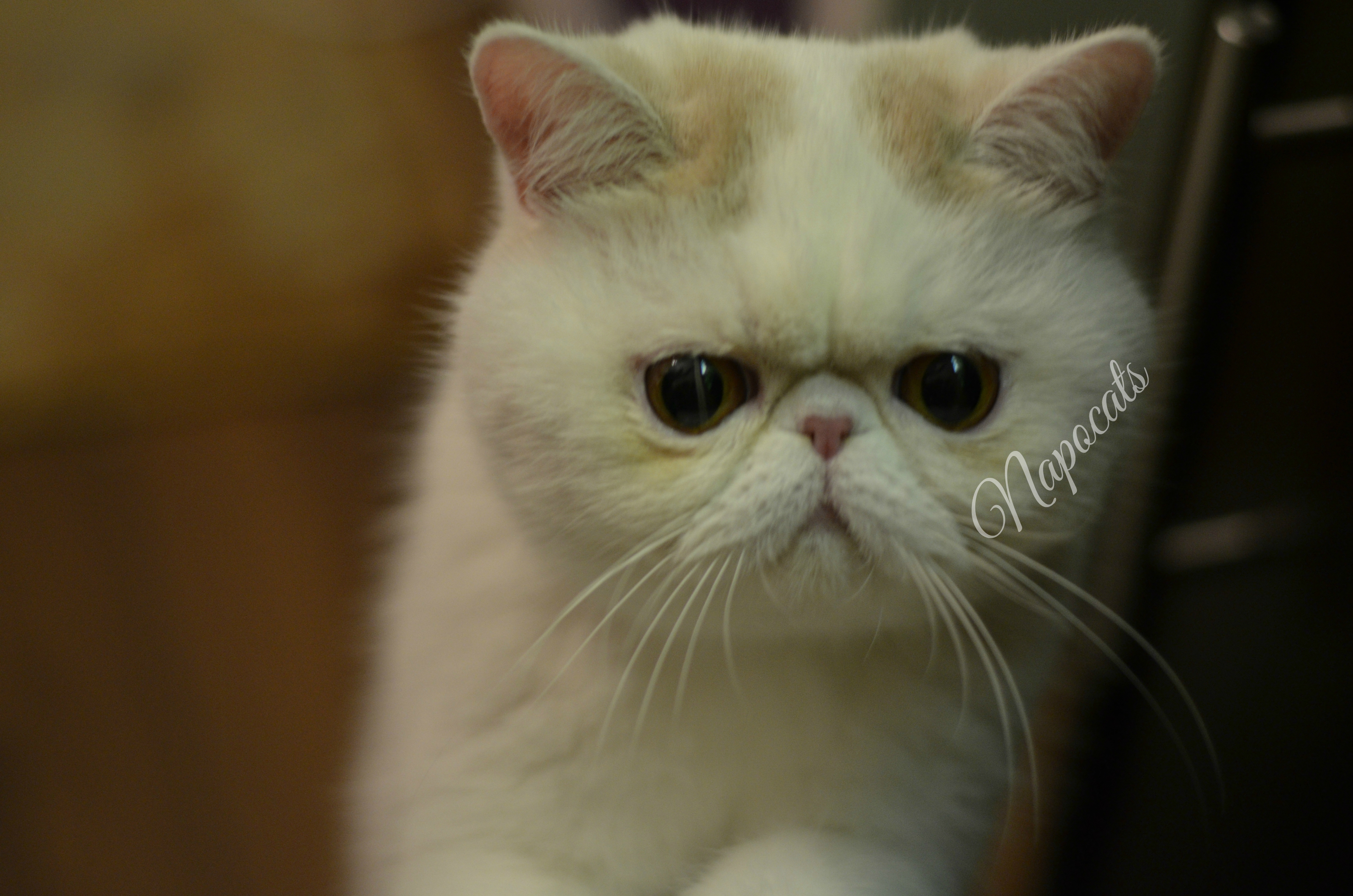 Cream exotic shorthair